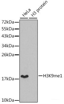 Western blot analysis of extracts of various cell lines using BTC Polyclonal Antibody at dilution of 1:1000.