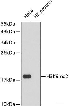 Western blot analysis of extracts of various cell lines using CEACAM3 Polyclonal Antibody at dilution of 1:1000.