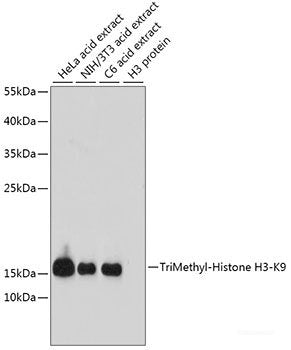 Immunofluorescence analysis of U2OS cells using CLDN11 Polyclonal Antibody