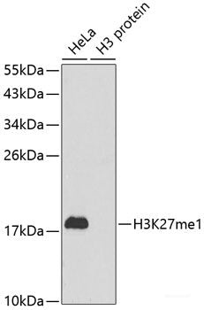 Immunohistochemistry of paraffin-embedded Rat heart using SDHA Polyclonal Antibody at dilution of 1:100 (40x lens).
