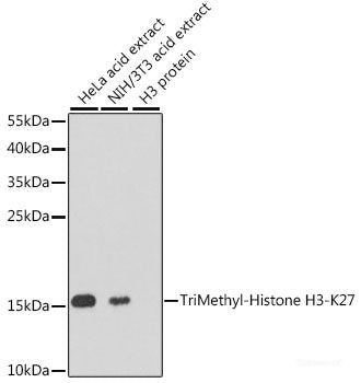 Western blot analysis of extracts of Rat liver using RHOT2 Polyclonal Antibody at dilution of 1:1000.
