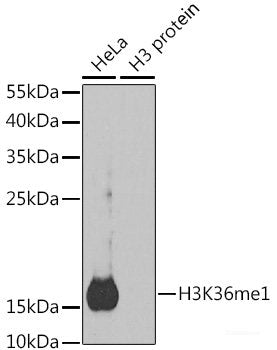 Western blot analysis of extracts of various cell lines using ATG4A Polyclonal Antibody at dilution of 1:1000.