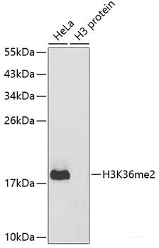 Immunohistochemistry of paraffin-embedded Rat brain using NRG4 Polyclonal Antibody at dilution of 1:100 (40x lens).