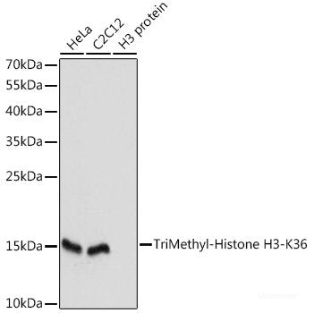 Western blot analysis of extracts of various cell lines using Occludin Polyclonal Antibody at dilution of 1:1000.