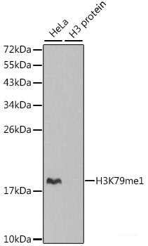 Western blot analysis of extracts of various cell lines using SYVN1 Polyclonal Antibody at dilution of 1:1000.