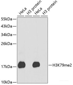 Immunohistochemistry of paraffin-embedded Rat lung using MSI1 Polyclonal Antibody at dilution of 1:200 (40x lens).