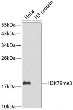 Immunofluorescence analysis of HeLa cells using MAPRE1 Polyclonal Antibody at dilution of 1:100. Blue: DAPI for nuclear staining.