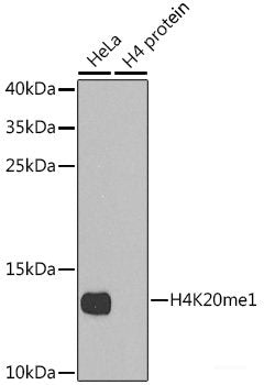 Immunohistochemistry of paraffin-embedded Mouse stomach using MAPKBP1 Polyclonal Antibody at dilution of 1:100 (40x lens).