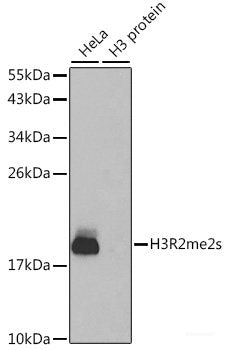 Western blot analysis of extracts of various cell lines using Caspase-9 Polyclonal Antibody at dilution of 1:300.