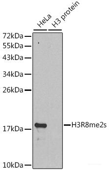 Western blot analysis of extracts of various cell lines using COX5B Polyclonal Antibody at dilution of 1:1000.