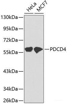 Western blot analysis of extracts of various cell lines using PDCD4 Polyclonal Antibody.