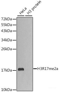 Immunohistochemistry of paraffin-embedded Rat testis using FGF12 Polyclonal Antibody at dilution of 1:150 (40x lens).