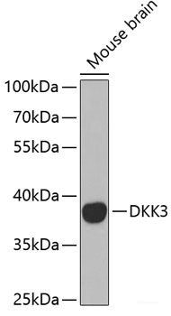Western blot analysis of extracts of various cell lines using CDK1 Polyclonal Antibody at dilution of 1:1000.