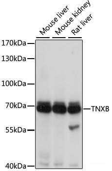 Western blot analysis of extracts of various cell lines using DRD1 Polyclonal Antibody at dilution of 1:500.