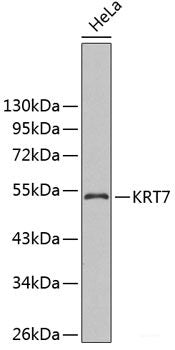 Western blot analysis of extracts of various cell lines using IGFBP7 Polyclonal Antibody at dilution of 1:400.