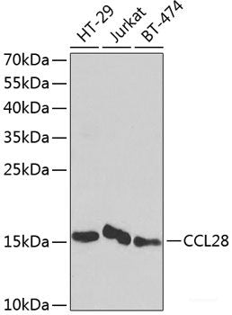Western blot analysis of extracts of various cell lines using CKMT1B Polyclonal Antibody at dilution of 1:3000.