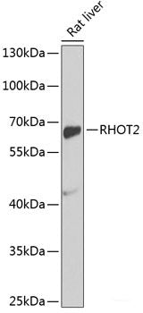 Immunohistochemistry of paraffin-embedded Mouse kidney using NPHS1 Polyclonal Antibody