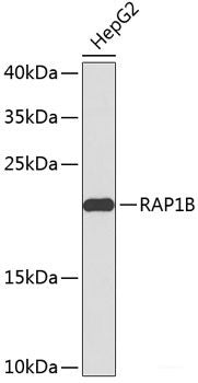 Western blot analysis of extracts of various cell lines using NFATC2 Polyclonal Antibody at dilution of 1:500.