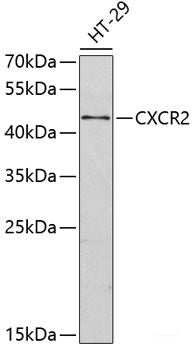 Western blot analysis of extracts of various cell lines using RBM17 Polyclonal Antibody at dilution of 1:1000.