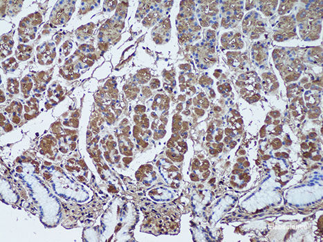 Western blot analysis of extracts of Mouse skeletal muscle using COX8A Polyclonal Antibody.