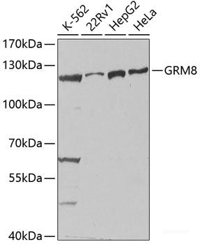 Western blot analysis of extracts of various cell lines using UQCRC1 Polyclonal Antibody at dilution of 1:1000.