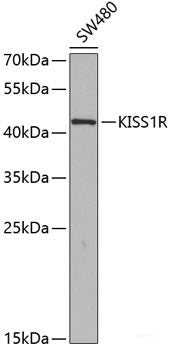 Western blot analysis of extracts of various cell lines using SKAP1 Polyclonal Antibody at dilution of 1:3000.