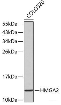 Western blot analysis of extracts of various cell lines using KIAA0391 Polyclonal Antibody at dilution of 1:1000.