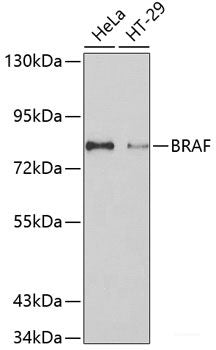 Western blot analysis of extracts of various cell lines using STAU2 Polyclonal Antibody at dilution of 1:1000.