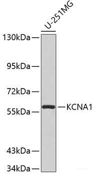 Western blot analysis of extracts of various cell lines using C14orf166 Polyclonal Antibody at dilution of 1:1000.