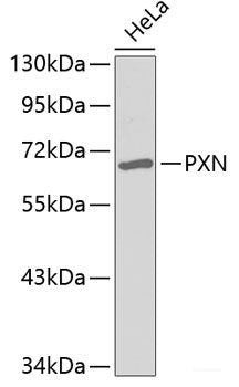 Western blot analysis of extracts of various cell lines using TGFB2 Polyclonal Antibody at dilution of 1:1000.