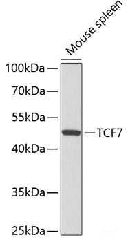 Western blot analysis of extracts of various cell lines using ACO2 Polyclonal Antibody at dilution of 1:1000.