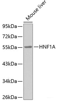 Western blot analysis of extracts of various cell lines using ACTN2 Polyclonal Antibody at dilution of 1:1000.