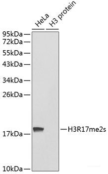 Western blot analysis of extracts of Rat liver using CKS2 Polyclonal Antibody at dilution of 1:1000.