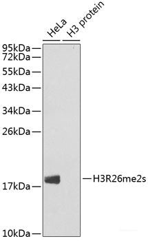 Western blot analysis of extracts of various cell lines using CLCNKA Polyclonal Antibody at dilution of 1:3000.