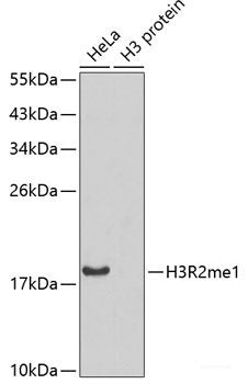 Western blot analysis of extracts of various cell lines using CLTA Polyclonal Antibody at dilution of 1:3000.
