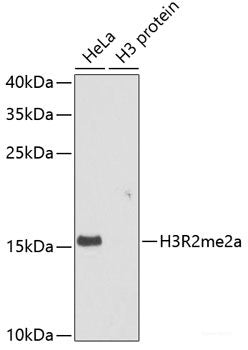 Western blot analysis of extracts of various cell lines using COL3A1 Polyclonal Antibody at dilution of 1:1000.