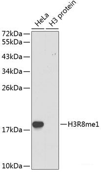 Western blot analysis of extracts of various cell lines using COX6A1 Polyclonal Antibody at dilution of 1:1000.