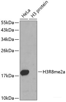 Western blot analysis of extracts of various cell lines using CPOX Polyclonal Antibody at dilution of 1:1000.