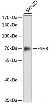 Immunofluorescence analysis of HeLa cells using ECHS1 Polyclonal Antibody at dilution of 1:100. Blue: DAPI for nuclear staining.