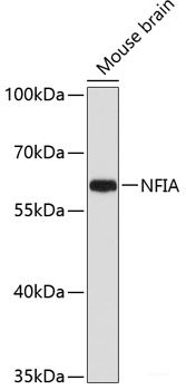 Western blot analysis of extracts of various cell lines using NDUFB2 Polyclonal Antibody at dilution of 1:3000.