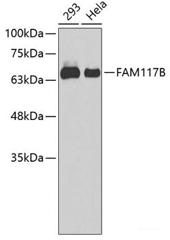 Western blot analysis of extracts of various cell lines using CGGBP1 Polyclonal Antibody at dilution of 1:3000.