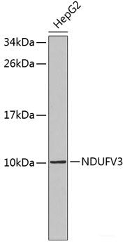Western blot analysis of extracts of various cell lines using NIP7 Polyclonal Antibody at dilution of 1:1000.