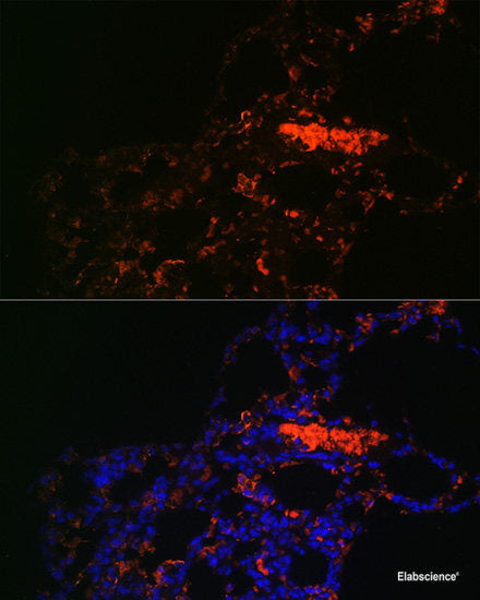 Western blot analysis of extracts of 293T cells using SETD8 Polyclonal Antibody.
