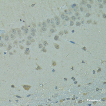 Confocal immunofluorescence analysis of L929 cells using DAO Polyclonal Antibody at dilution of 1:100. Blue: DAPI for nuclear staining.