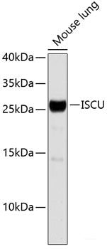 Western blot analysis of extracts of Mouse lung using ISCU Polyclonal Antibody.