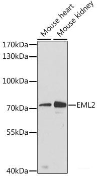 Immunohistochemistry of paraffin-embedded Mouse spleen using PSMD7 Polyclonal Antibody at dilution of 1:100 (40x lens).