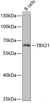 Western blot analysis of extracts of various cell lines using GFRA1 Polyclonal Antibody at dilution of 1:1000.