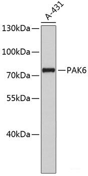 Western blot analysis of extracts of A-431 cells using PAK6 Polyclonal Antibody.