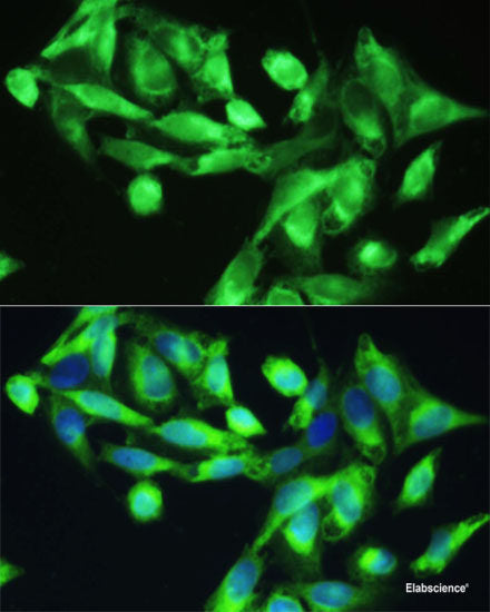 Immunofluorescence analysis of A-549 cells using GGH Polyclonal Antibody