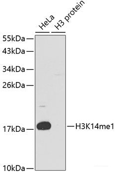 Western blot analysis of extracts of 22Rv1 cells using MAGEA1 Polyclonal Antibody at dilution of 1:1000.
